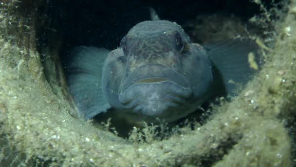 Peces de mar rockling — Vídeos de Stock