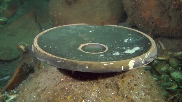 Placa de peixe grego antigo no fundo do mar (louça de vidro preto ). — Vídeo de Stock