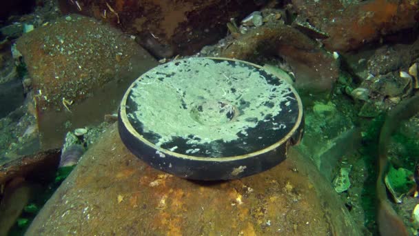 Assiette de poisson grecque antique sur le fond de la mer (Verrerie noire ). — Video