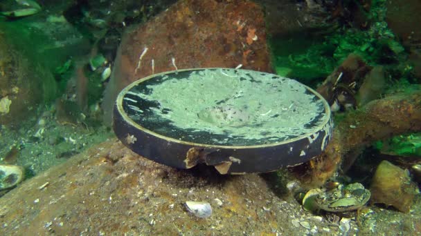 Древнегреческая рыбная тарелка на дне моря (посуда с черным остеклением ). — стоковое видео
