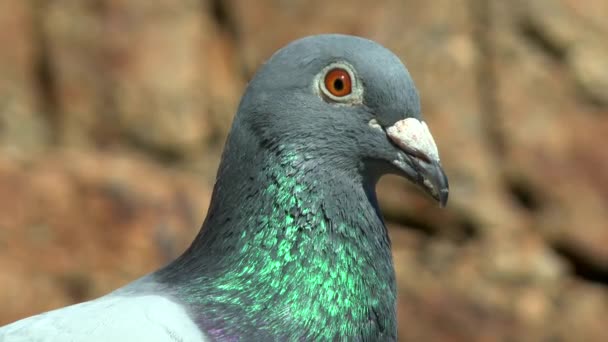 海岸の岩の上に休んでいる伝書鳩 — ストック動画