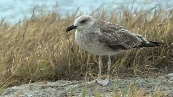 Unga silvrig Måsen i de starka vindbyarna. — Stockvideo