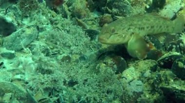 Balık (kaya balığı) yosun büyümüş hif mantar karşı.