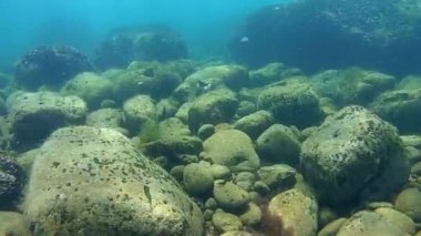 Sualtı üzerine sığ deniz dibinin