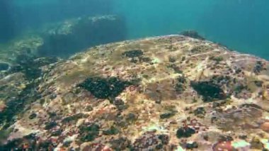 Sualtı üzerine sığ deniz dibinin