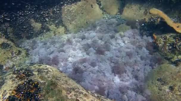 Alghe marine in acque poco profonde ricoperte da ife di funghi . — Video Stock