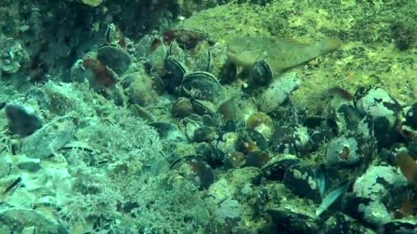 Sistemazione di cozze invase da ife fungine . — Video Stock