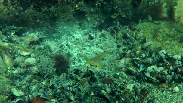 Pesci (gobbi) contro le ife di funghi ricoperte di alghe . — Video Stock