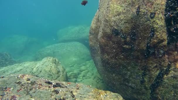 Subaquático em um fundo marinho raso — Vídeo de Stock