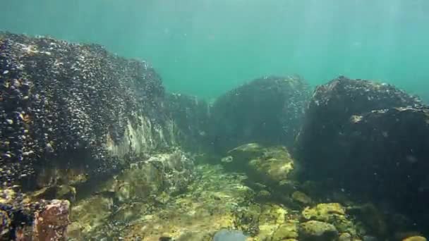 Pod vodou na mělkém mořském dně — Stock video