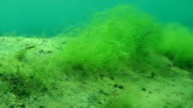 Çalılıkları yeşil alg Cladophora.