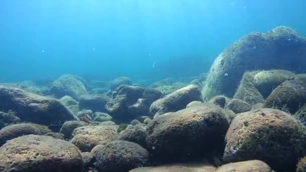 Sualtı üzerine sığ deniz dibinin — Stok video