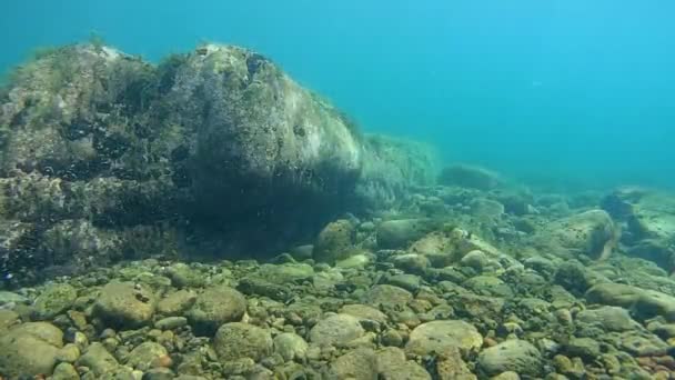 Sous l'eau sur un fond marin peu profond — Video