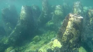 Hidrolik yapılar omurgalı