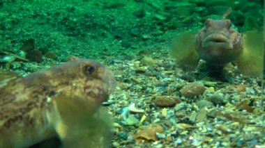 Aynada kendi yansıması kaya balığı saldırıları.