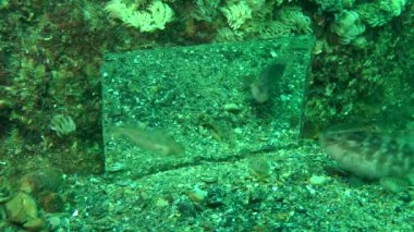 Wrasse öfkeyle aynada kendi yansıması saldırıları.