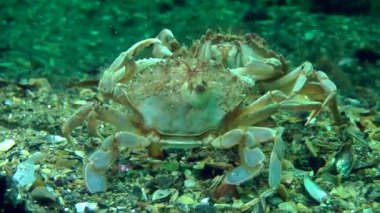 Aynada kendi yansıması saldırmaya Yüzme Yengeç çalışır.