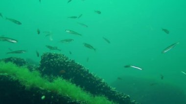 Deniz balık sürüsü