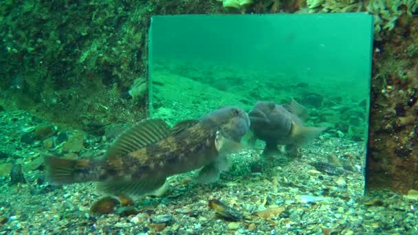 Los peces marinos van estudiando su reflejo en el espejo . — Vídeos de Stock