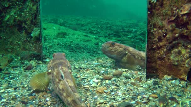 Grundel greift ihr Spiegelbild im Spiegel an. — Stockvideo