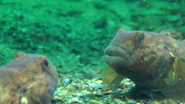 Grundel greift ihr Spiegelbild im Spiegel an. — Stockvideo