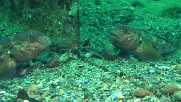 Goby attacks its reflection in the mirror. — Stock Video