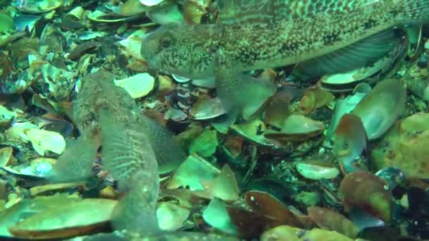 Preto goby tentando assustar seu reflexo no espelho . — Vídeo de Stock