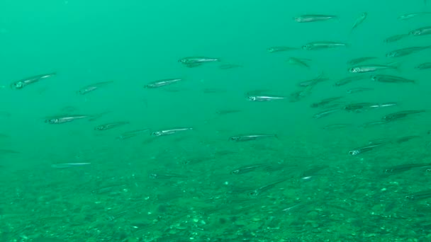 Una bandada de peces marinos — Vídeos de Stock