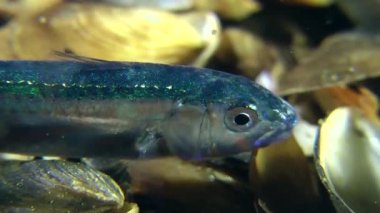 Su sütunundaki genç goatfish 