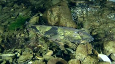 Rus kamçısı kaya balığı balık 