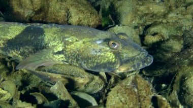 Rus kamçısı kaya balığı (Mesogobius batrachocephalus).