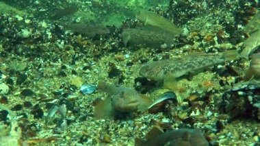 Çok sayıda yuvarlak kaya balığı (Neogobius melanostomus).