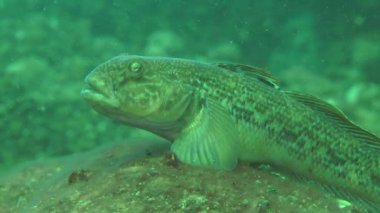 Yuvarlak kaya balığı (Neogobius melanostomus).