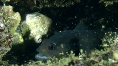 Gıda ile tıkanmış kaya balığı.