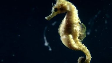 Deniz atı yavaş yavaş Yüzme