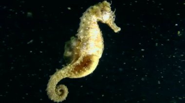 Deniz atı yavaş yavaş Yüzme