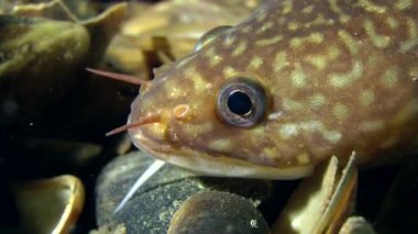 Balık Akdeniz rockling  