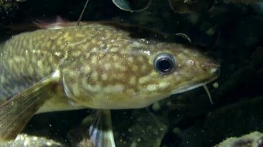 Balık Akdeniz rockling  