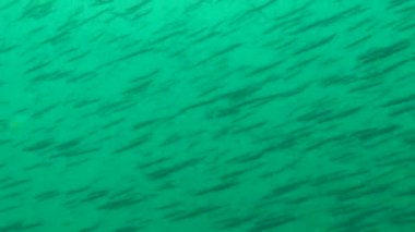 Deniz balık sürüsü