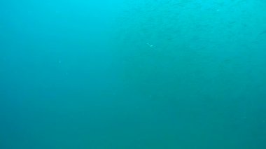 Deniz balık sürüsü