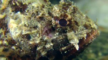 Su altında istirahat benekli scorpionfish 
