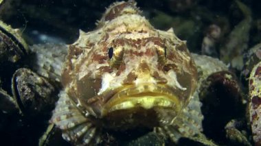 Su altında istirahat benekli scorpionfish 