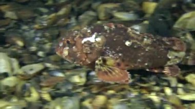 Su altında istirahat benekli scorpionfish 
