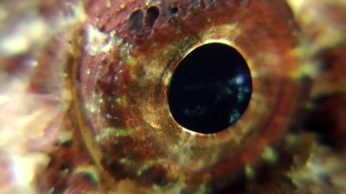 Siyah scorpionfish (Scorpaena porcus göz).