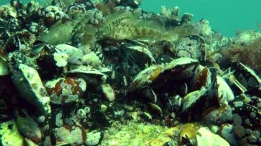 Birkaç deniz balıkları dokunaçlı blenny (Parablennius tentacularis).