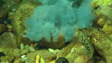 Deniz balıkları yemek ölü denizanası