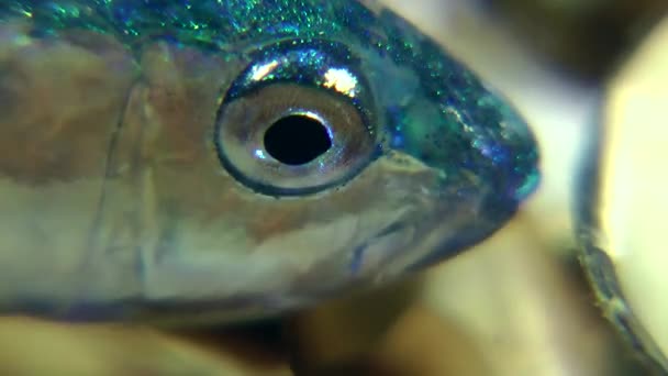 Young goatfish in the water column — Stock Video