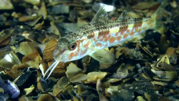 Mladí goatfish ve fázi přechodu. — Stock video