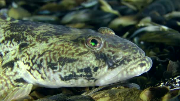 Knoet goby vis — Stockvideo