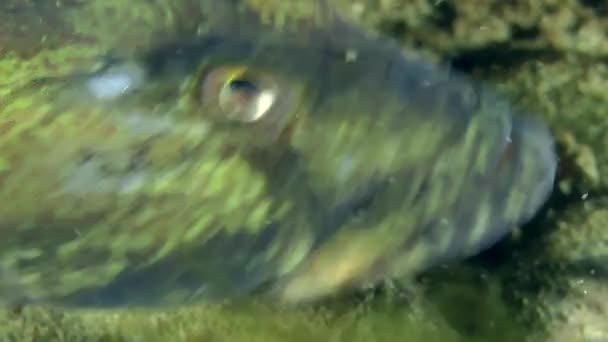 Rus kamçısı kaya balığı balık — Stok video